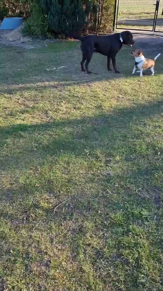 Zeigt hier Euer liebstes Video Eurer Hunde-Beitrag-Bild