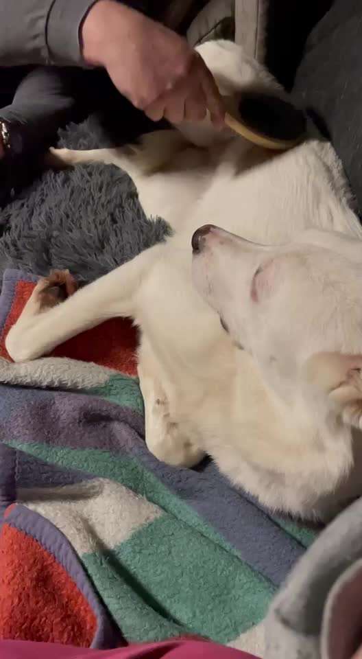 TierschutzhundeStammtisch🐕-Beitrag-Bild