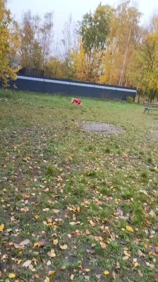 TierschutzhundeStammtisch🐕-Beitrag-Bild