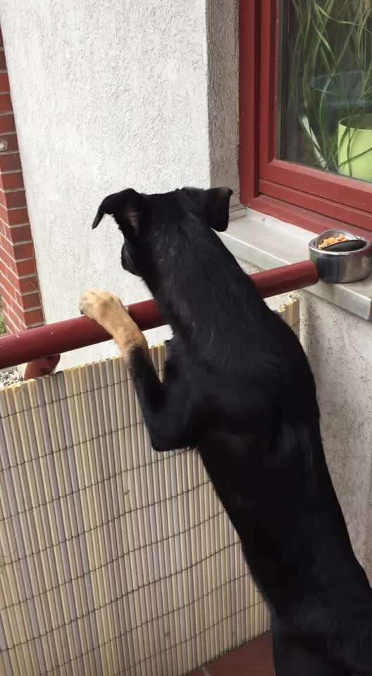 Ich suche meinen ehemaligen Hund Günni-Beitrag-Bild