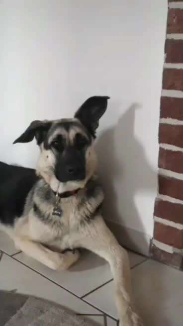 Dogorama Photo Challenge - Details Ganz nah-Beitrag-Bild