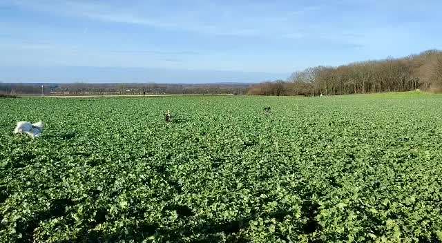 Handy Video Challenge Nr. 37 - "Dein Hund auf der Wiese"-Beitrag-Bild