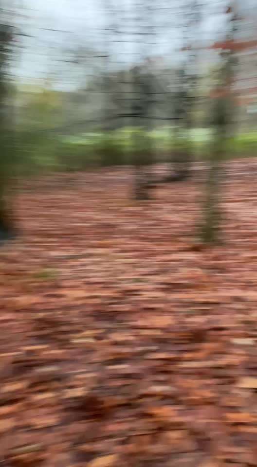 Hundekleidung - Top oder Flop-Beitrag-Bild