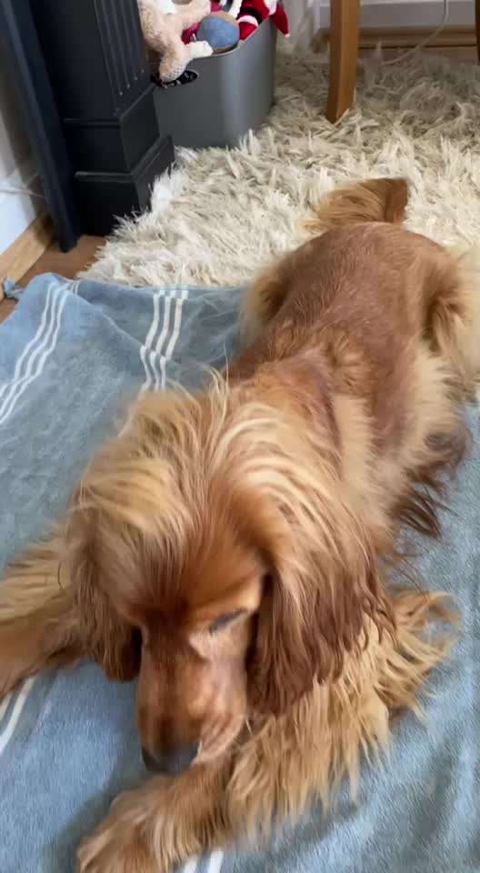 Trickdogging-Beitrag-Bild