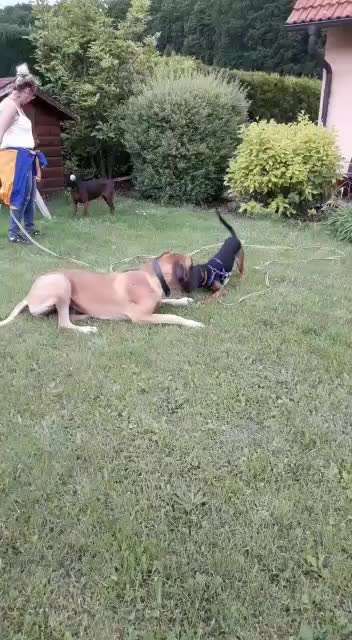 Sozialisation von großen und kleinen Hunden-Beitrag-Bild