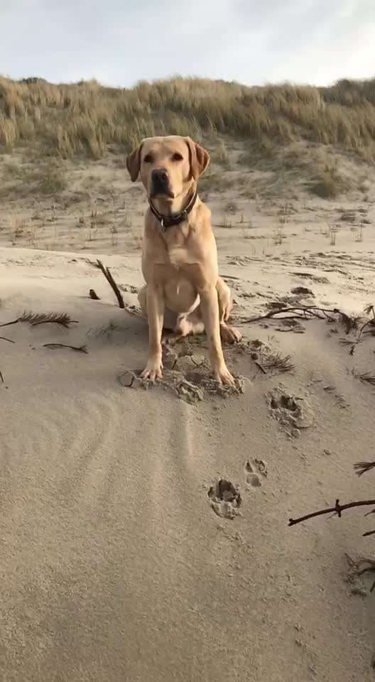 Labradorfans-Beitrag-Bild