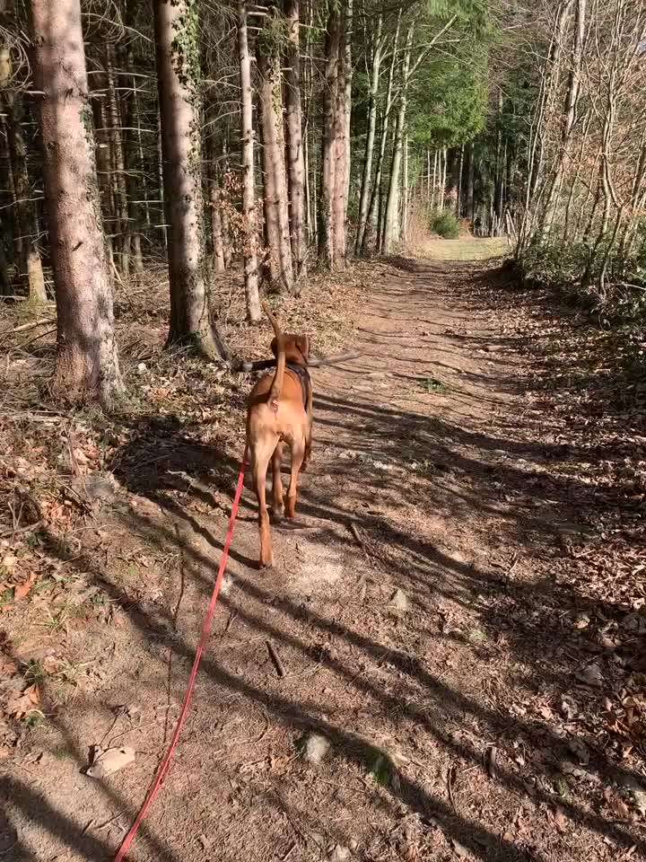 Rhodesian Ridgeback-Beitrag-Bild