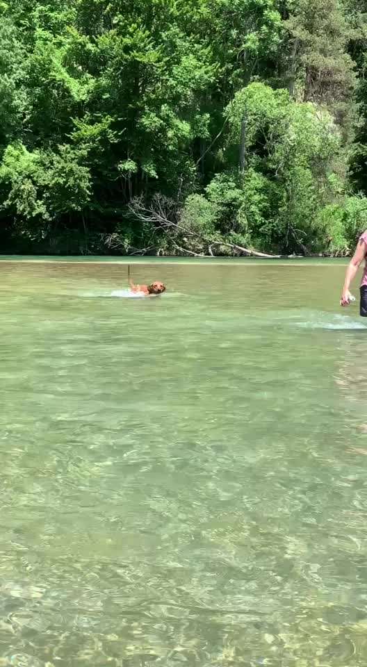 Rhodesian Ridgeback-Beitrag-Bild