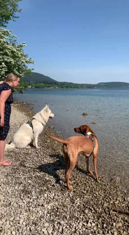 Rhodesian Ridgeback-Beitrag-Bild