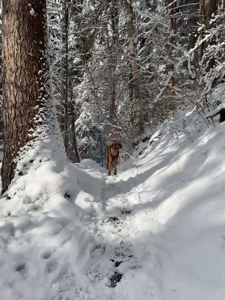 Rhodesian Ridgeback-Beitrag-Bild