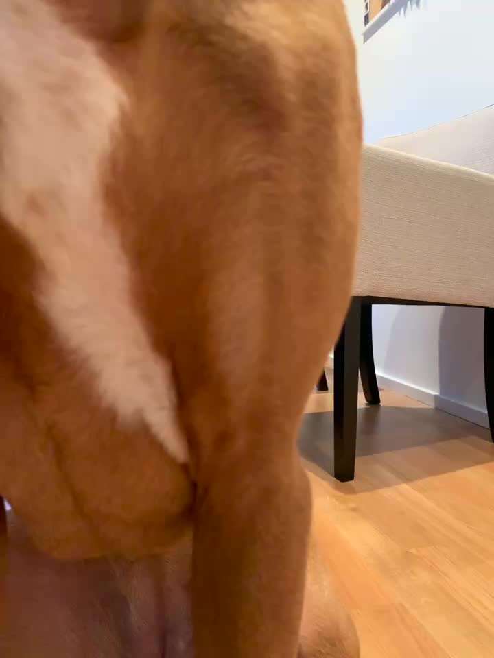 Rhodesian Ridgeback-Beitrag-Bild