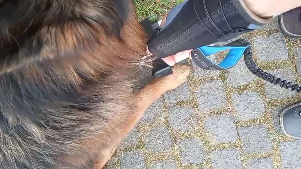 Deutsche Schäferhunde, Belgische Schäferhunde.-Beitrag-Bild