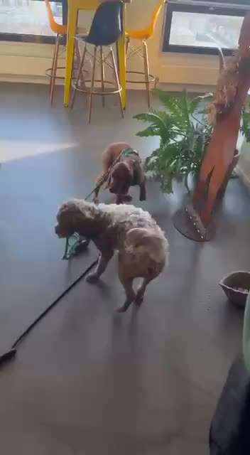 Welpe hat schnell Angst vor anderen Hunden-Beitrag-Bild