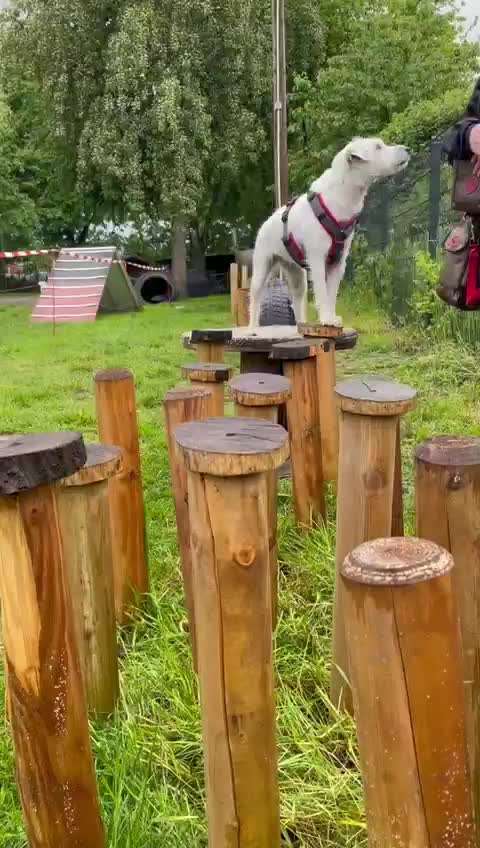 Die Dogorama Wochen Challenge-Beitrag-Bild