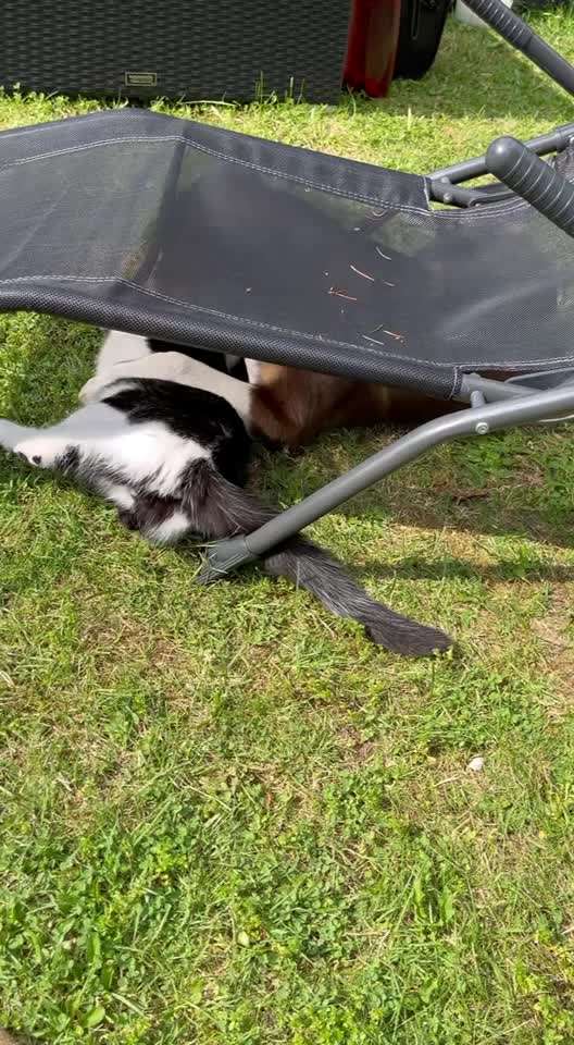 Bester Freund, Hundekumpel - zeigt her!-Beitrag-Bild