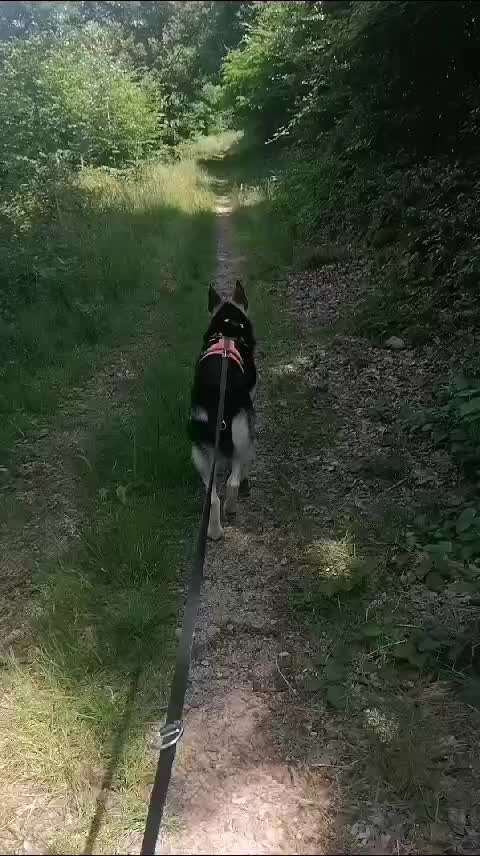 Hund alleine lassen? Jobs Homeoffice?-Beitrag-Bild