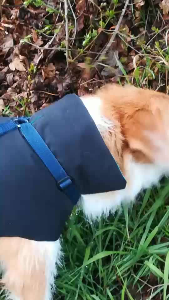 Gras fressen-Beitrag-Bild