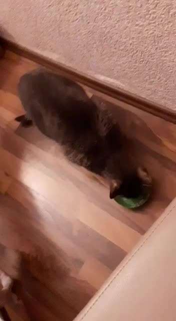 Windhunde - Treffen der besonderen Schönheiten
HERZLICH WILLKOMMEN-Beitrag-Bild