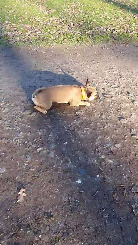 Analyse & Interpretation von Verhalten-Beitrag-Bild