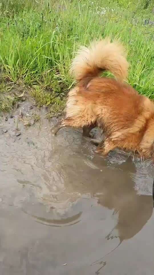 Zeigt hier Euer liebstes Video Eurer Hunde-Beitrag-Bild