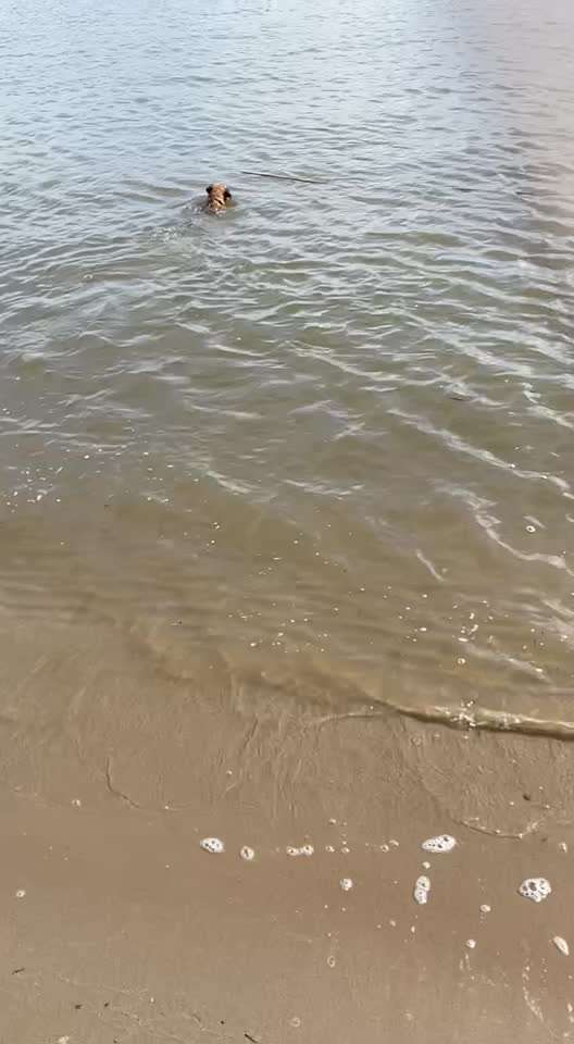 Border Terrier-Beitrag-Bild