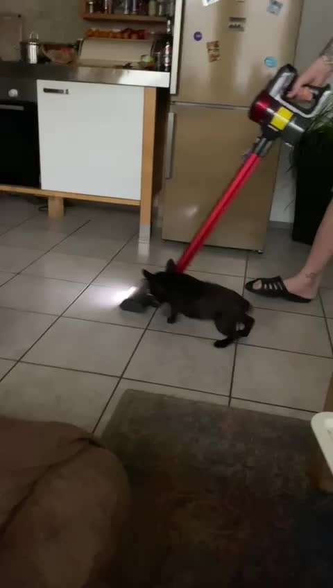 Welpen Bilder !-Beitrag-Bild