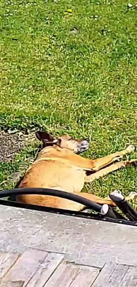 Auslandstierschutz-Beitrag-Bild