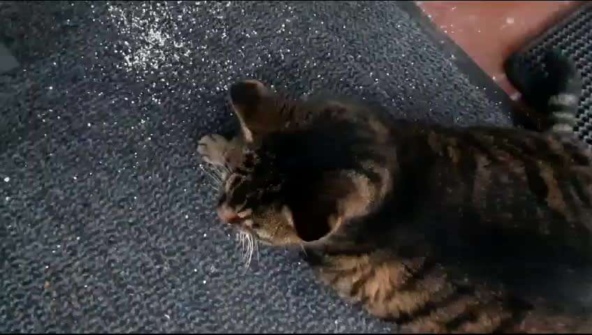 Unsere Fellnasen im Regenbogenland-Beitrag-Bild