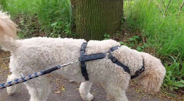 Schnupfen / Niesen / Pollenallergie-Beitrag-Bild