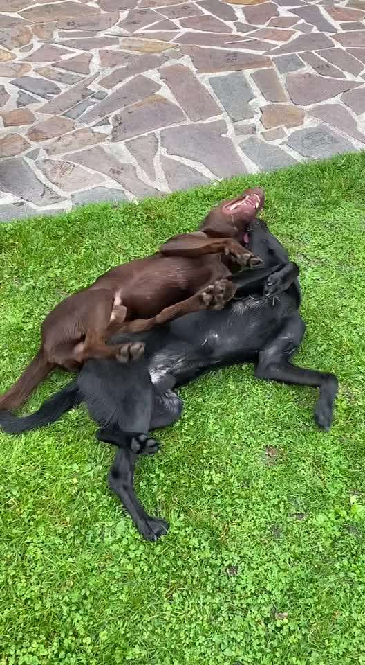 Labradorfans-Beitrag-Bild