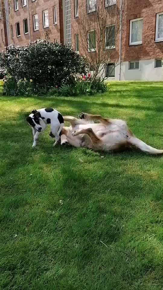 Welpen Bilder !-Beitrag-Bild