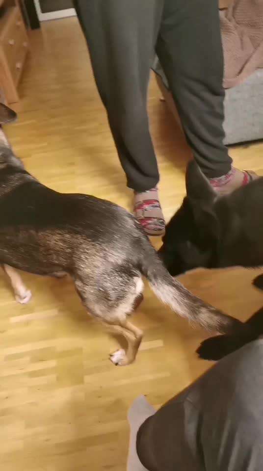 Hunde zusammenführen-Beitrag-Bild