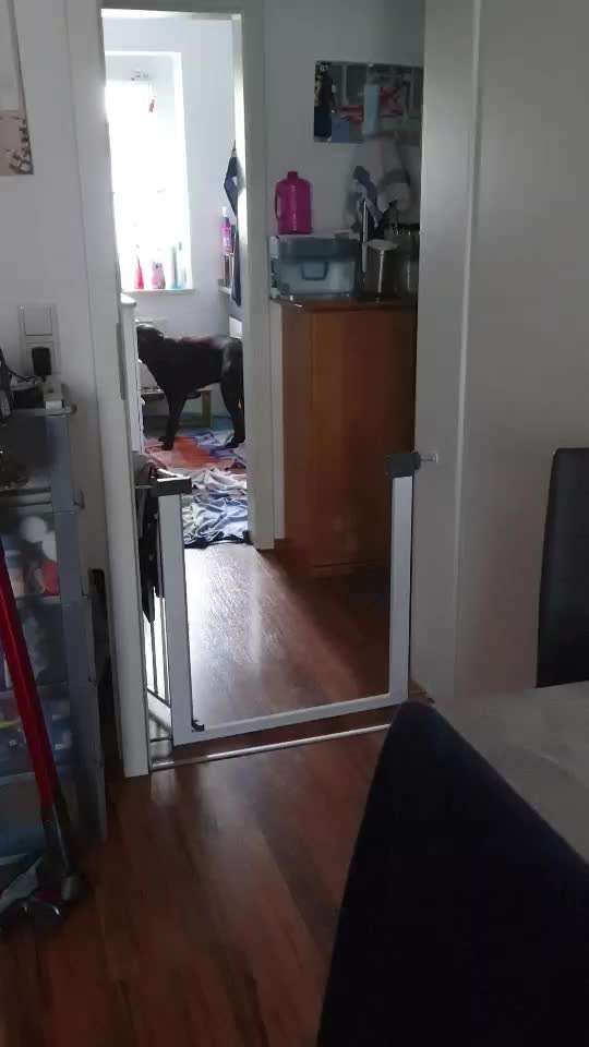 Mein Hund Humpelt-Beitrag-Bild