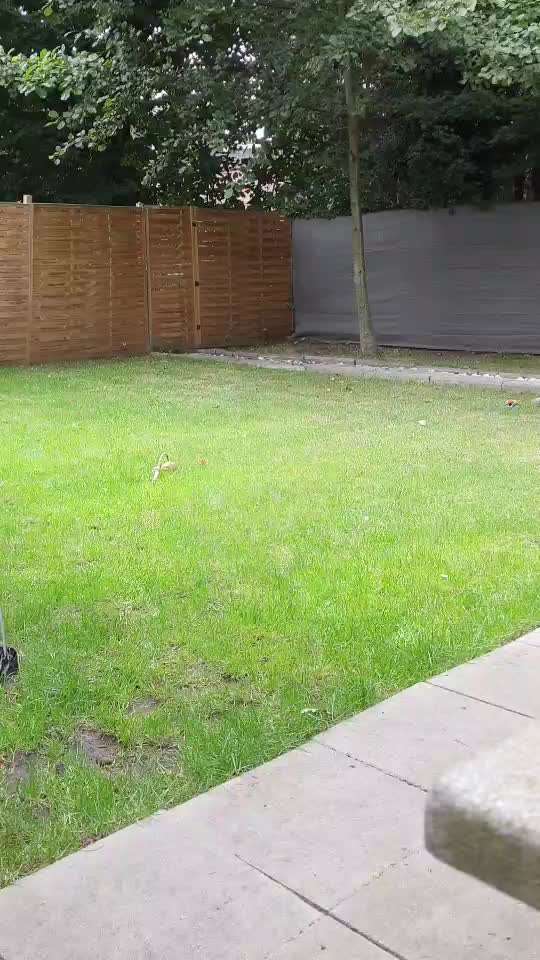 Zeigt hier Euer liebstes Video Eurer Hunde-Beitrag-Bild