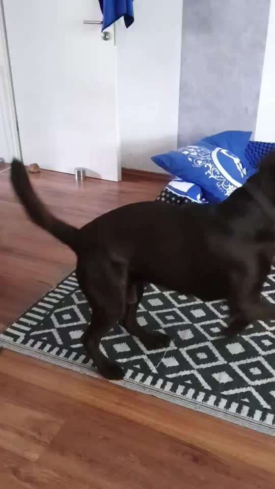 Video-Challange Nr. 9
Der unsinnige Hund-Beitrag-Bild