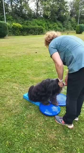 Hund geistig auslasten-Beitrag-Bild