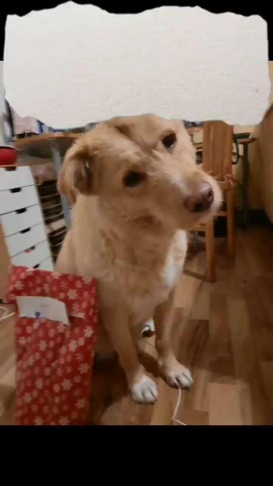 Action-Fun Hund- Aventskalender-Beitrag-Bild