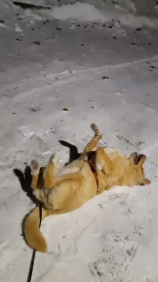 TierschutzhundeStammtisch🐕-Beitrag-Bild