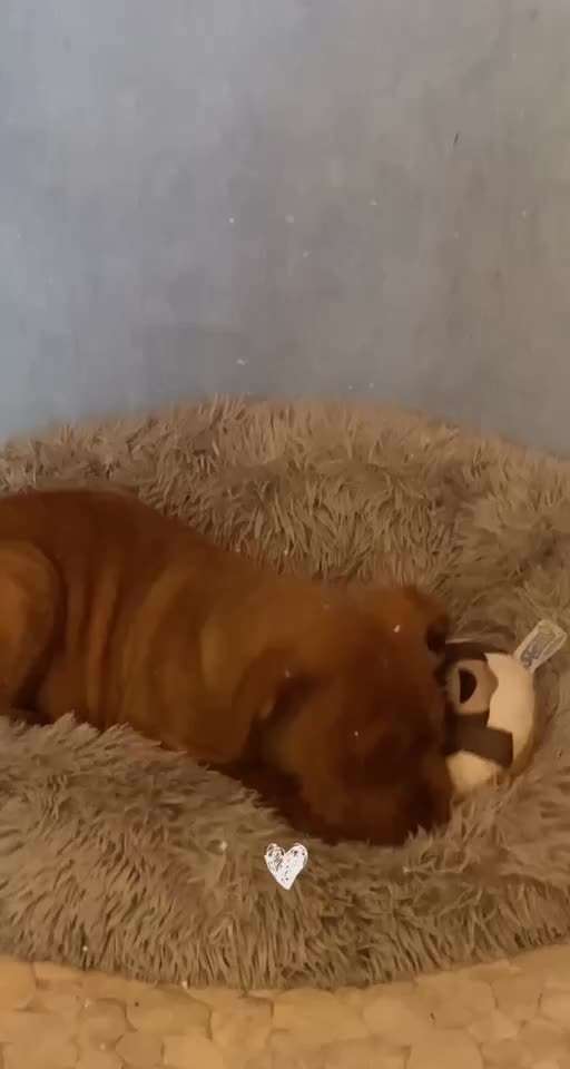 Welpen Bilder !-Beitrag-Bild