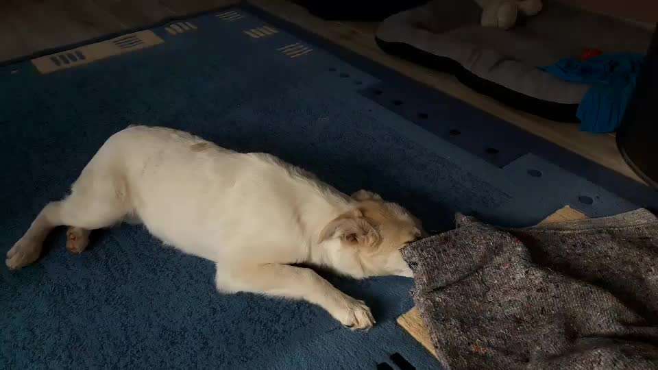 19. Video Challenge  "urkomische Hunde zum Brüllen lustig"-Beitrag-Bild