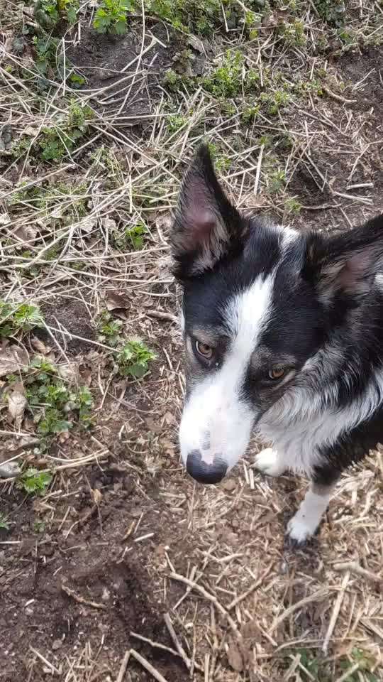 Dogorama Video Challenge: Lustige Wasser Videos-Beitrag-Bild