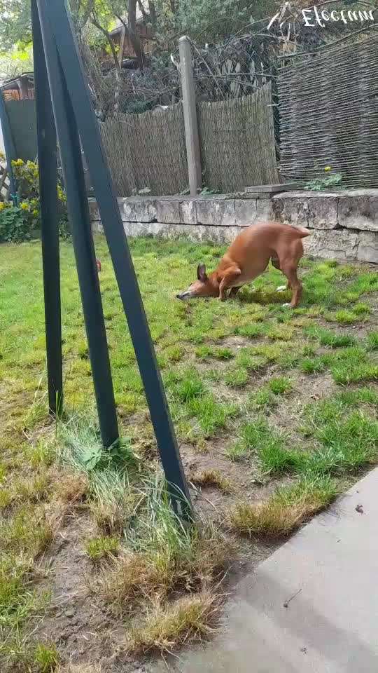 Zeigt hier Euer liebstes Video Eurer Hunde-Beitrag-Bild