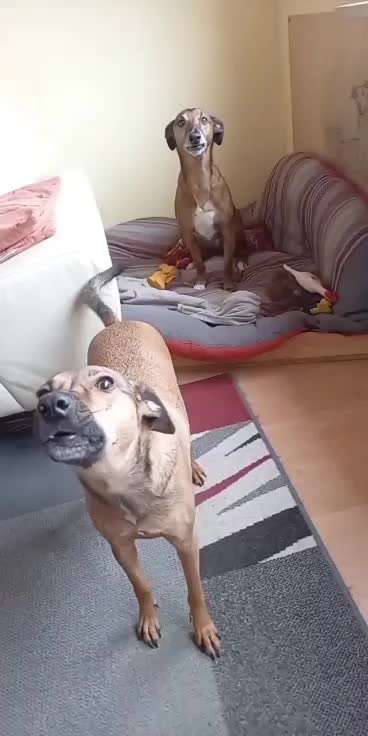 Hier ist der Spaßthread. Zum Schmunzeln und Kaputtlachen-Beitrag-Bild