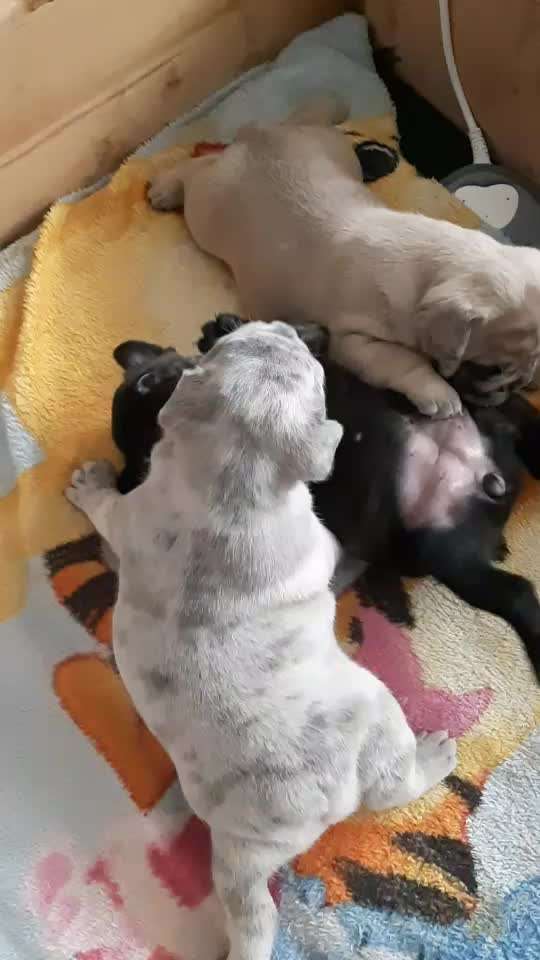 Französische Bulldoggen-Beitrag-Bild