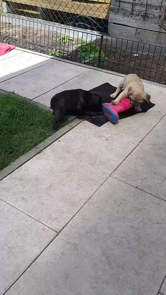 Französische Bulldoggen-Beitrag-Bild