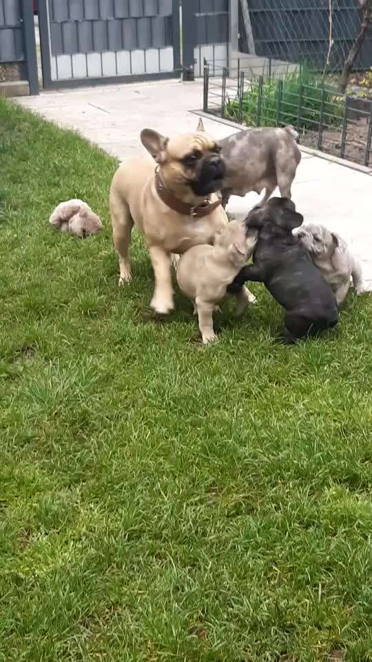 Französische Bulldoggen-Beitrag-Bild