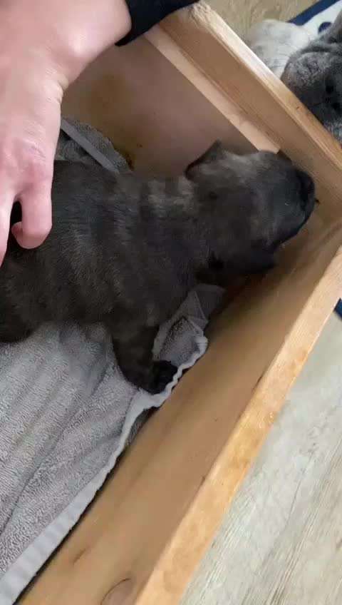 Französische Bulldoggen-Beitrag-Bild