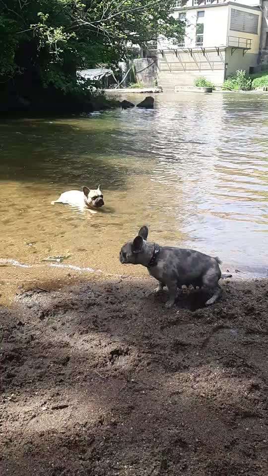 Französische Bulldoggen-Beitrag-Bild