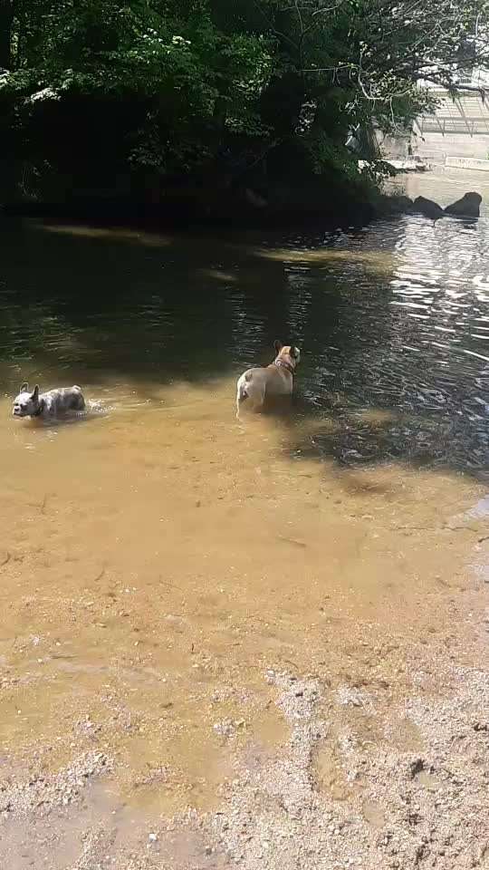 Französische Bulldoggen-Beitrag-Bild