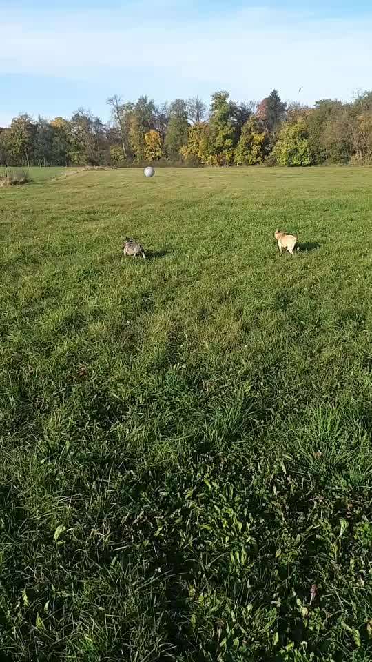 Französische Bulldoggen-Beitrag-Bild